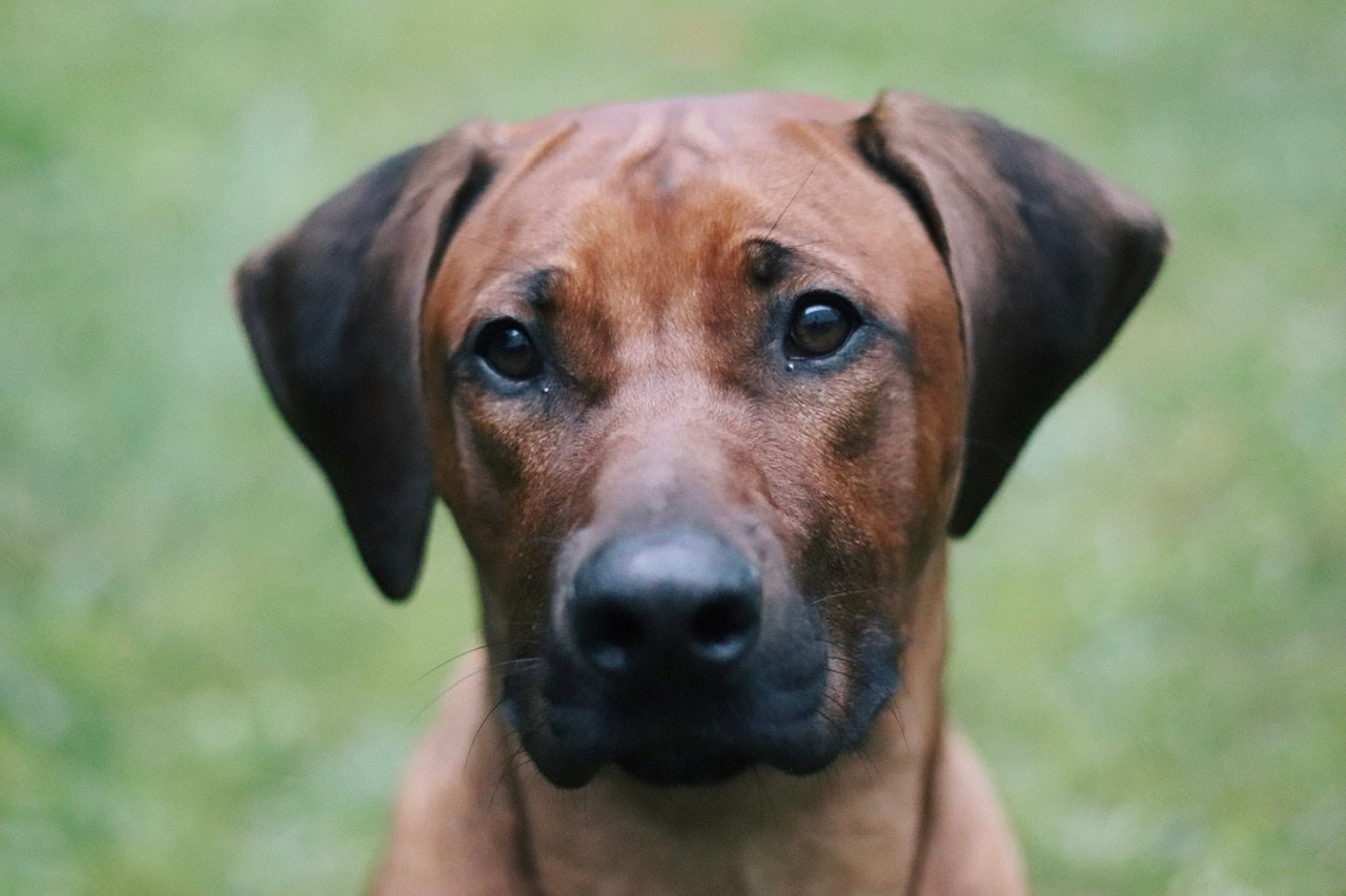 Futtermittelallergien und Unverträglichkeiten beim Hund - darauf sollte man beim Verfüttern von Kausnacks achten