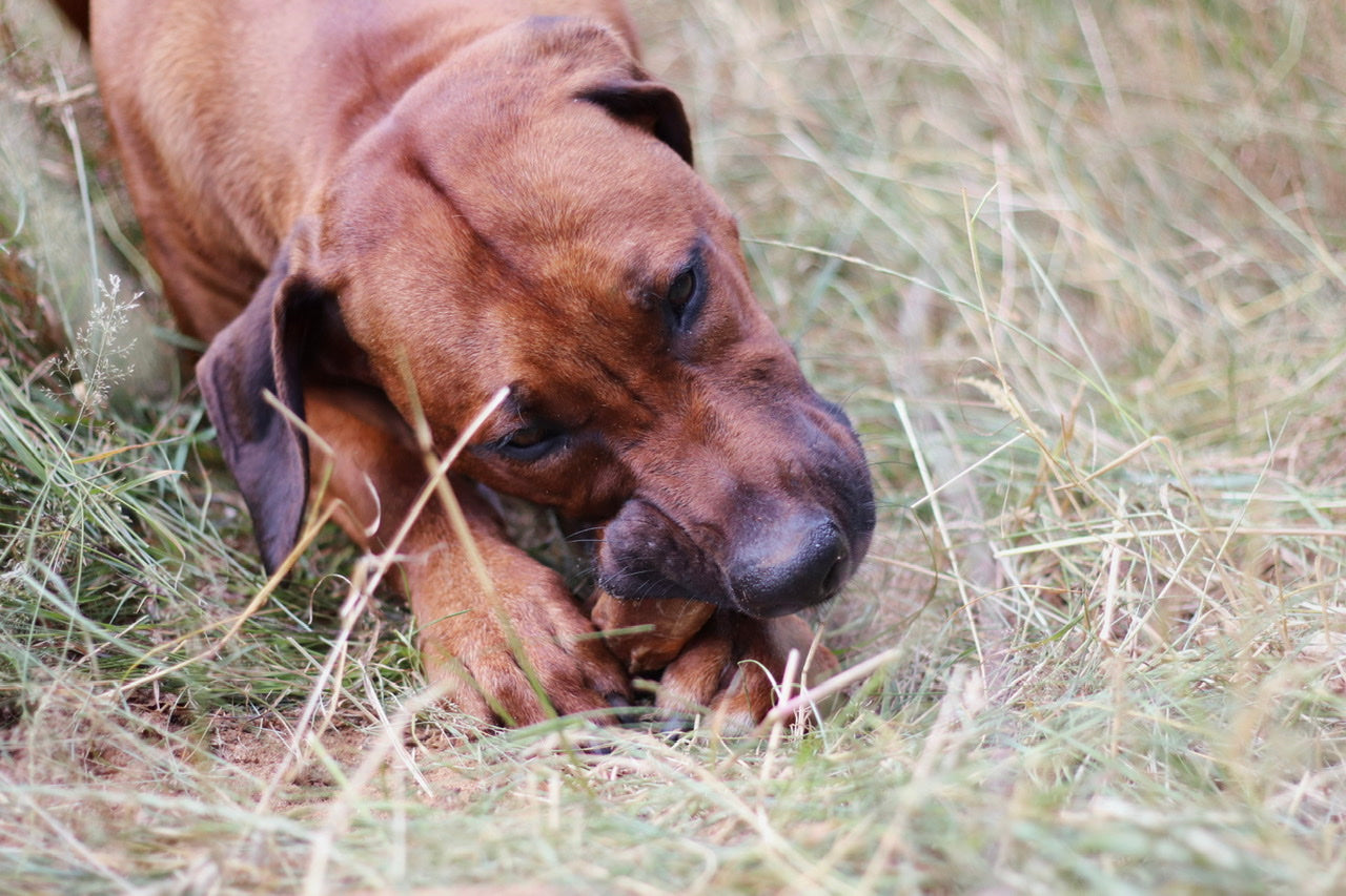 Rhodesian Ridgeback Rüde Thibo kaut genüsslich auf einem Rinderohr mit Ohrmuschel