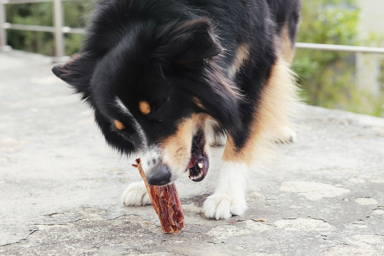 Australian Shepherd Hündin Bailey freut sich über ihre herzhafte Pferdesehne