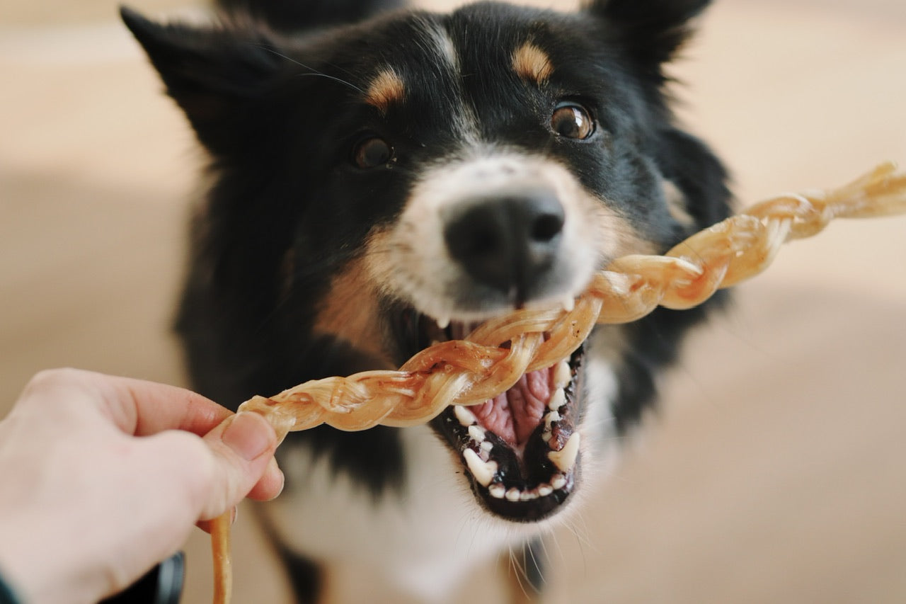 Australian-Shepherd Hündin Bailey liebt ihren Straußen-Twister