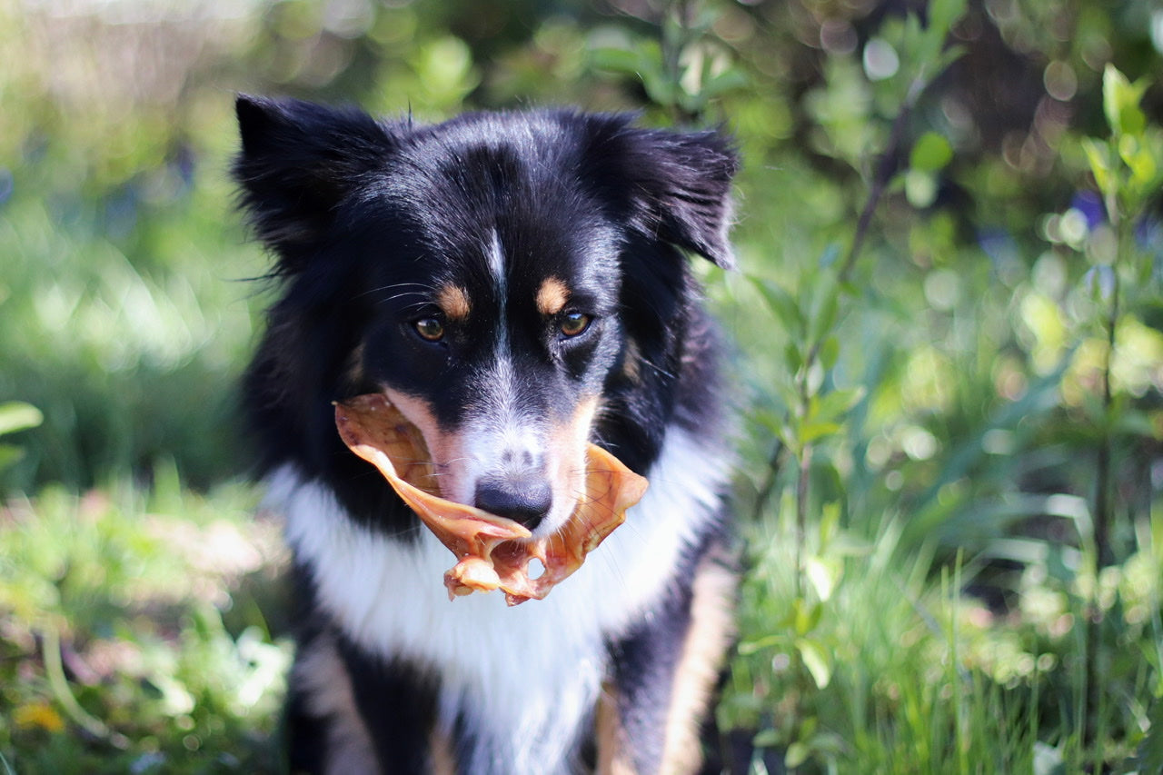 Australian Shepherd Hündin Bailey liebt die getrockneten und leckeren Schweineohren