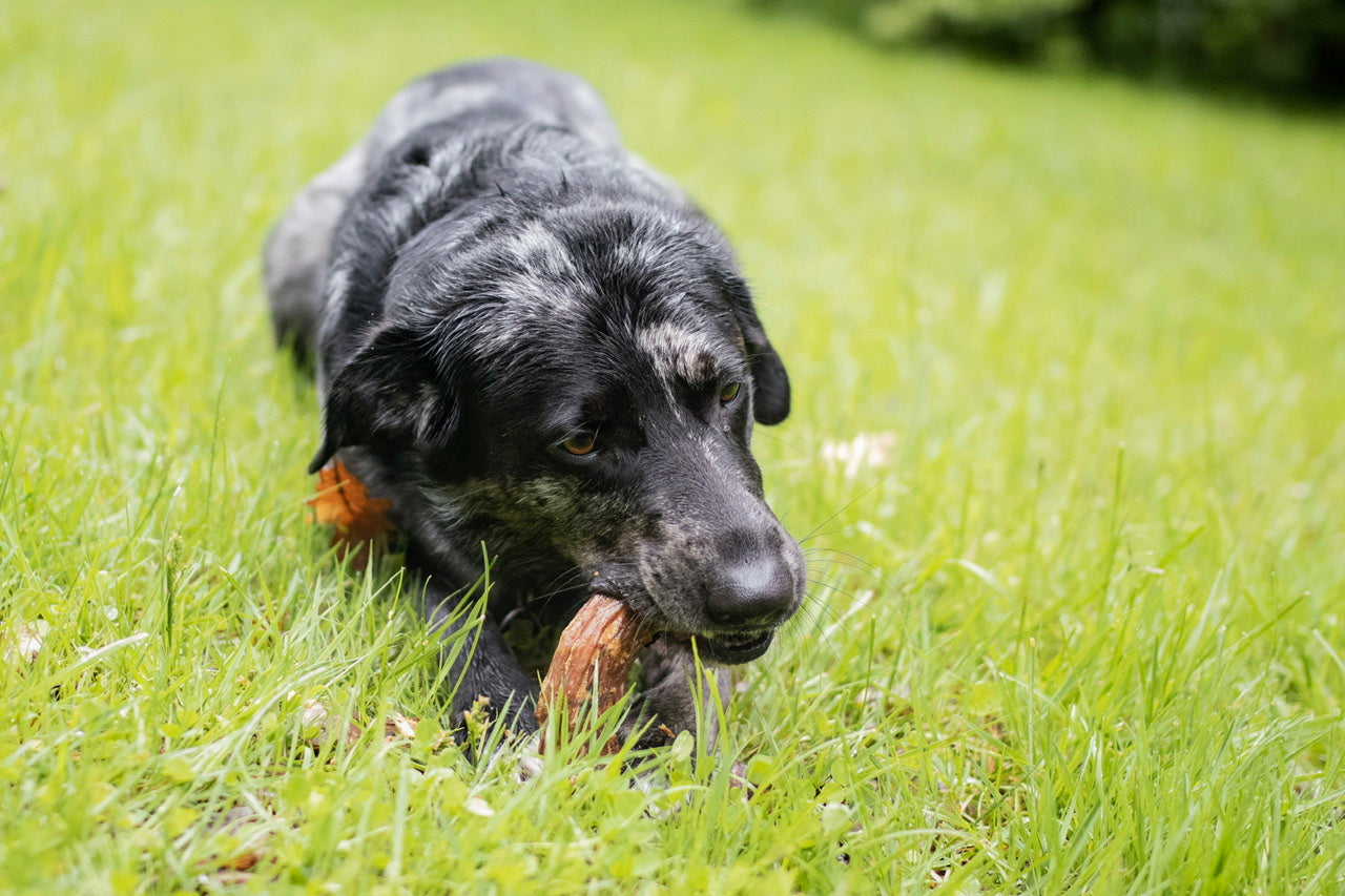 Labrador-Aussie-Mischling Cooper kaut auf seinem schmackhaften Putenhals