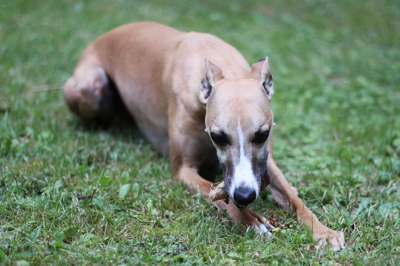 Windhund Finn kaut genüsslich auf seinem gedrehten Rinderdörrfleisch