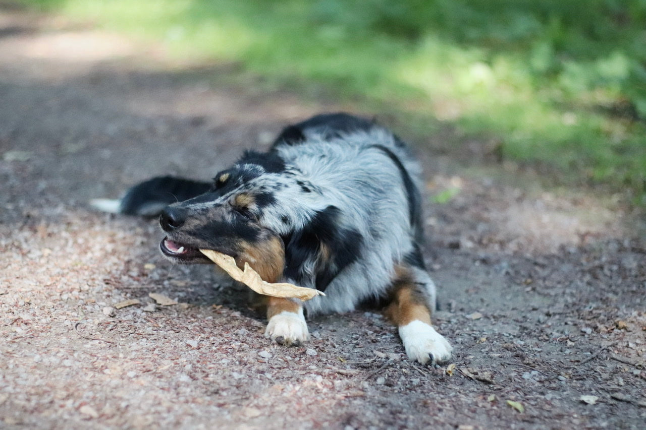 Mini Australian Shepherd Lotta freut sich über ihre Pferdehaut