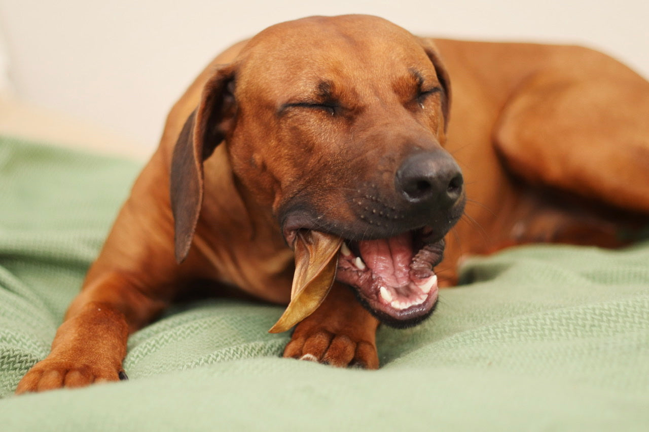 Rhodesian Ridgeback Rüde Thibo schmeckt sein Pferdeohr richtig gut