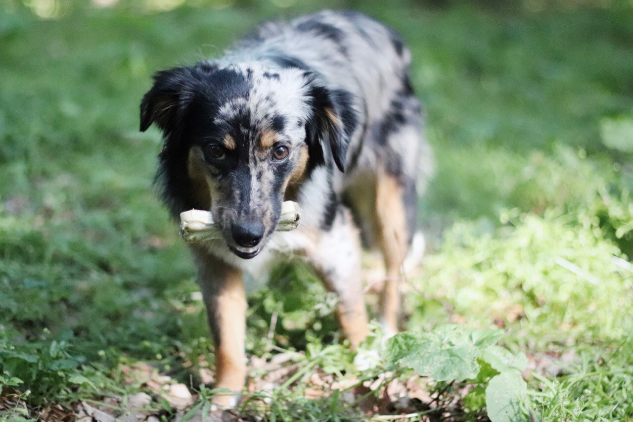 Mini Australian Shepherd Lotti präsentiert ihren Kauknochen "Black and White" in der kürzeren Variante