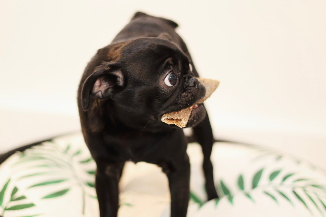 Mops-Welpe Phoebe möchte ihren Fleischstreifen nicht mehr hergeben