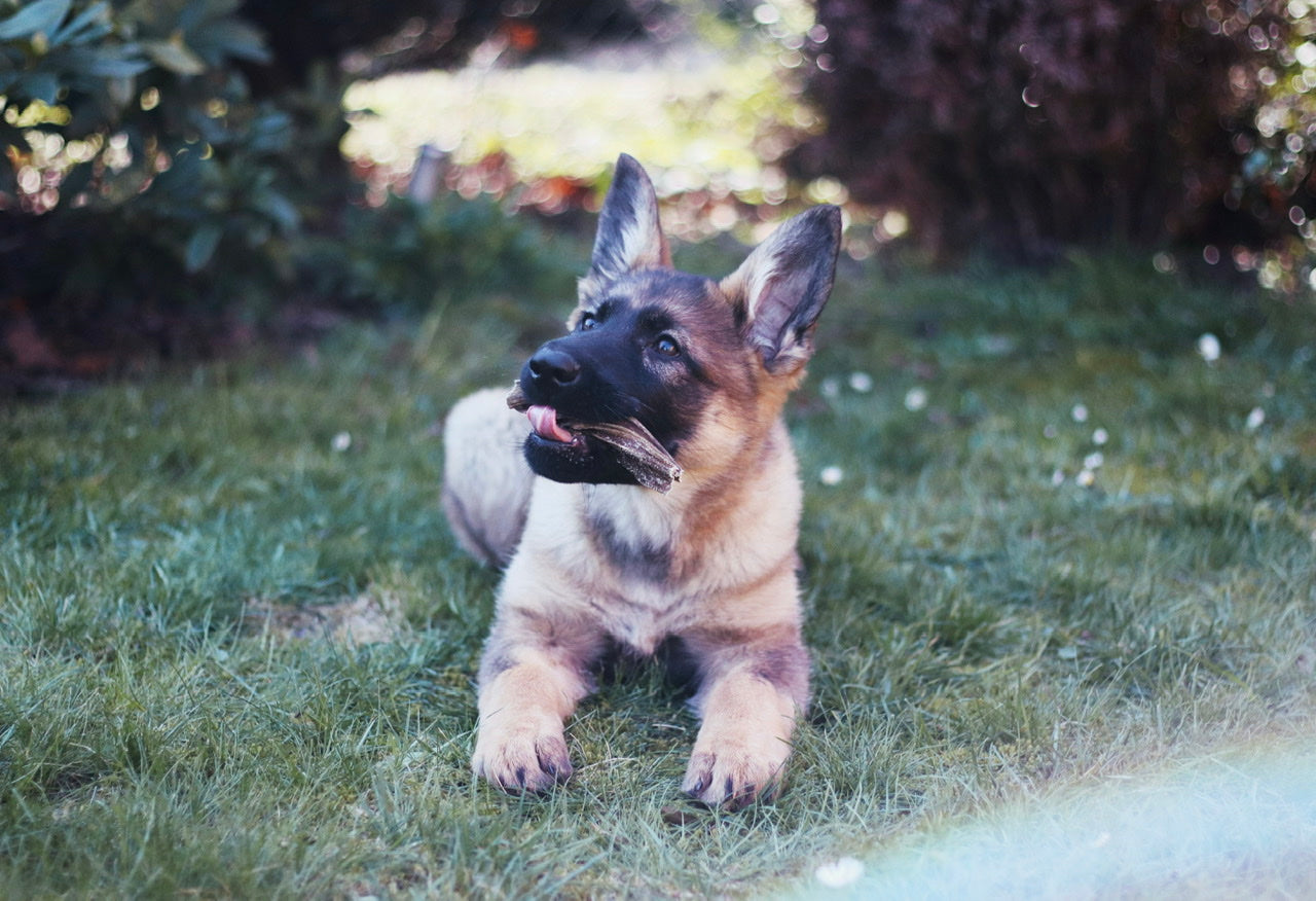 Schäferhund-Welpe Amica findet ihren Lammpansen-Snack super!