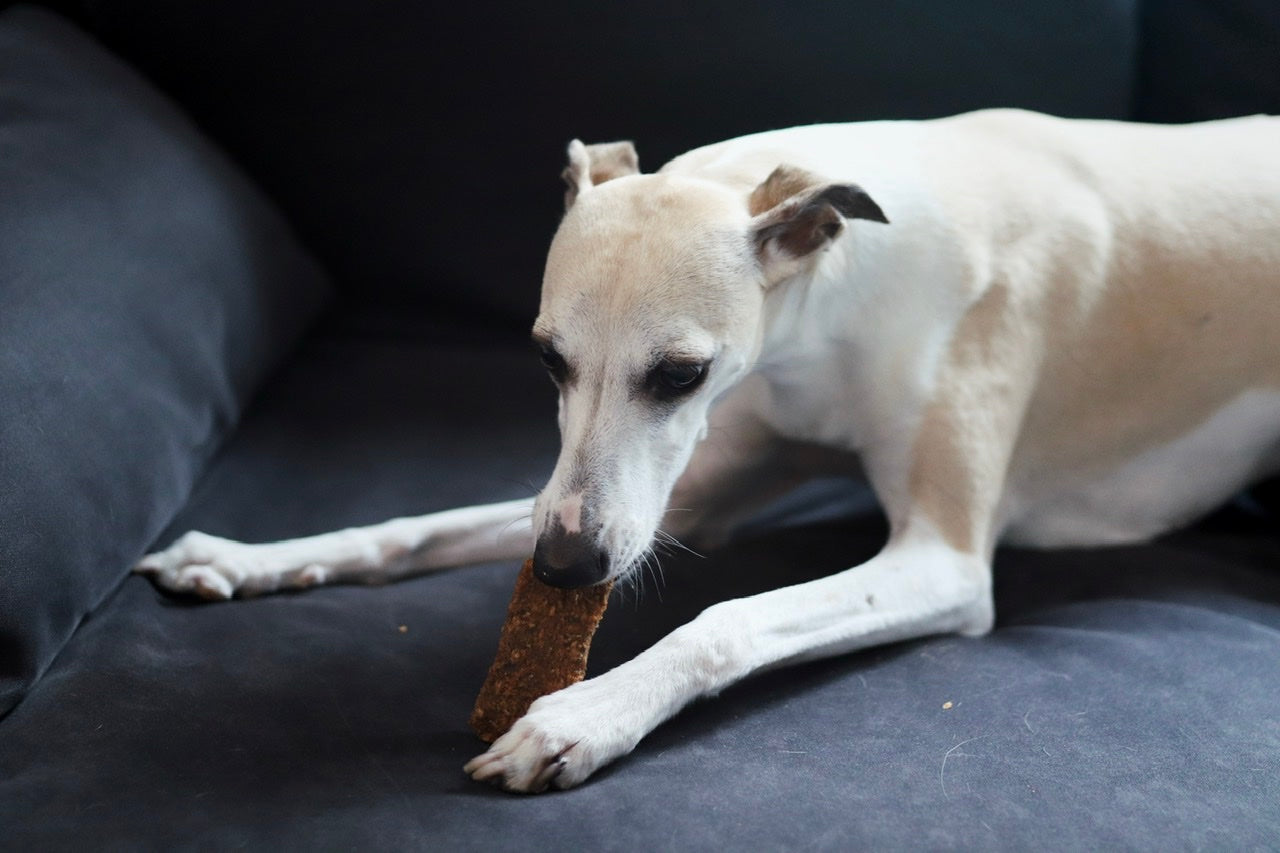 Whippet-Hündin Faye snackt ihren leckeren Fisch-Streifen