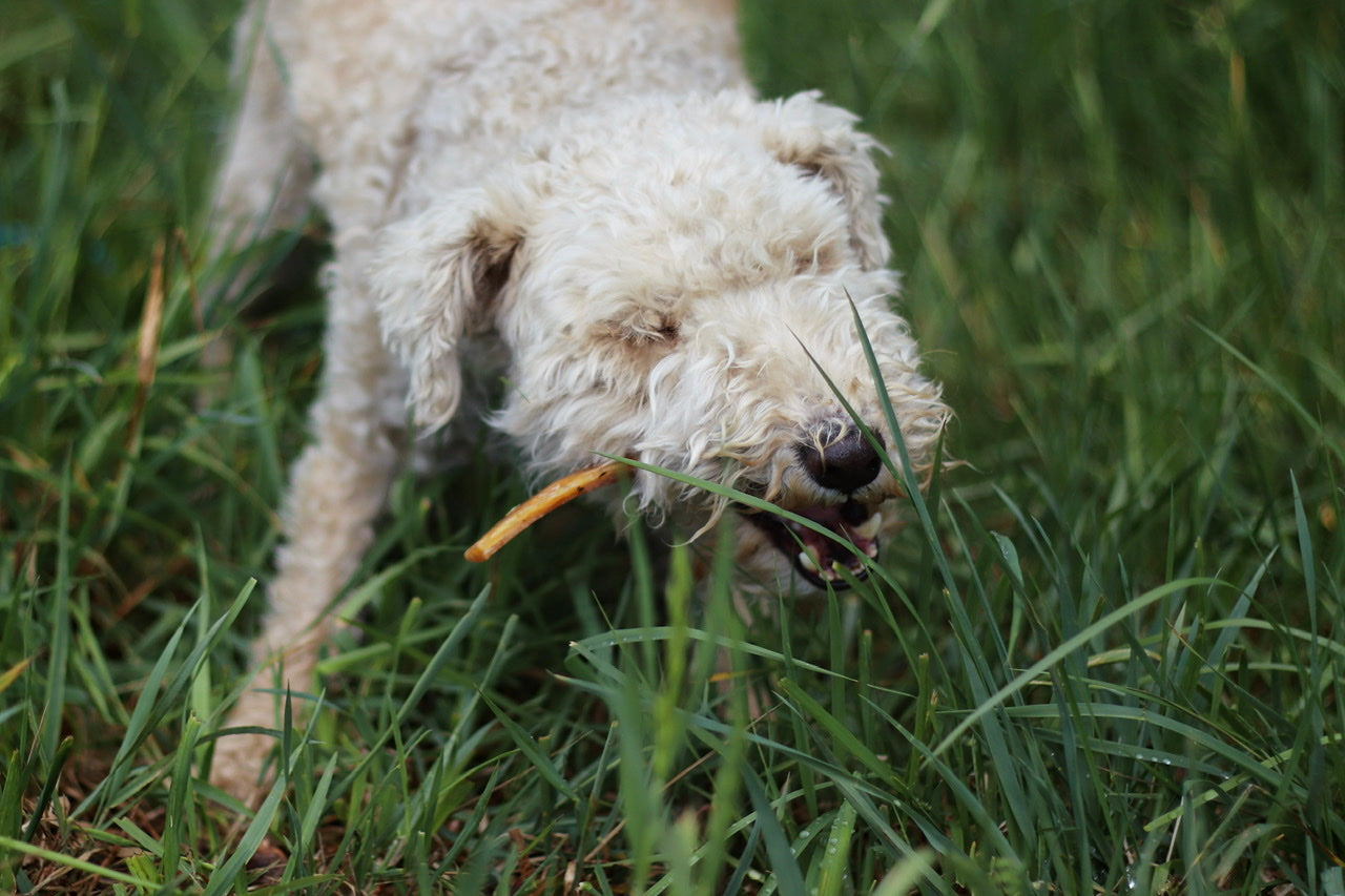 Terrier Rüde Monti snackt auf seiner leckeren Rindernackensehne