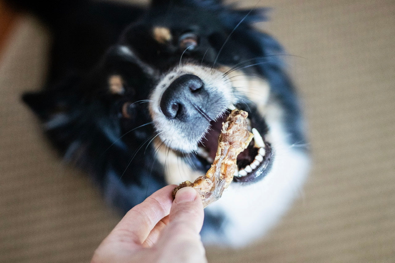 Australian Shepherd Hündin Bailey kann es kaum erwarten ihren leckeren Hühnerhals zu snacken