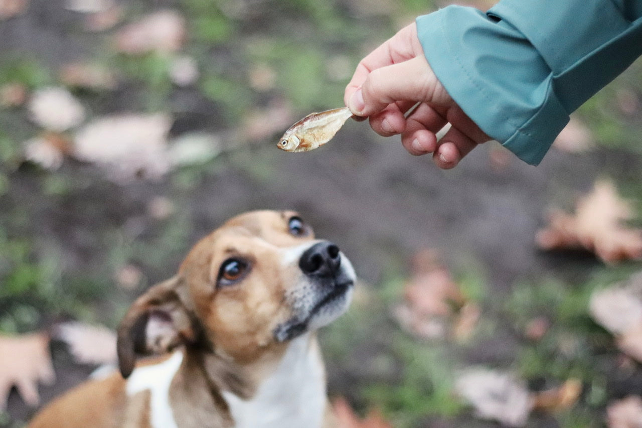 Jack Russel Smartie wartet auf seine fischige Belohnung