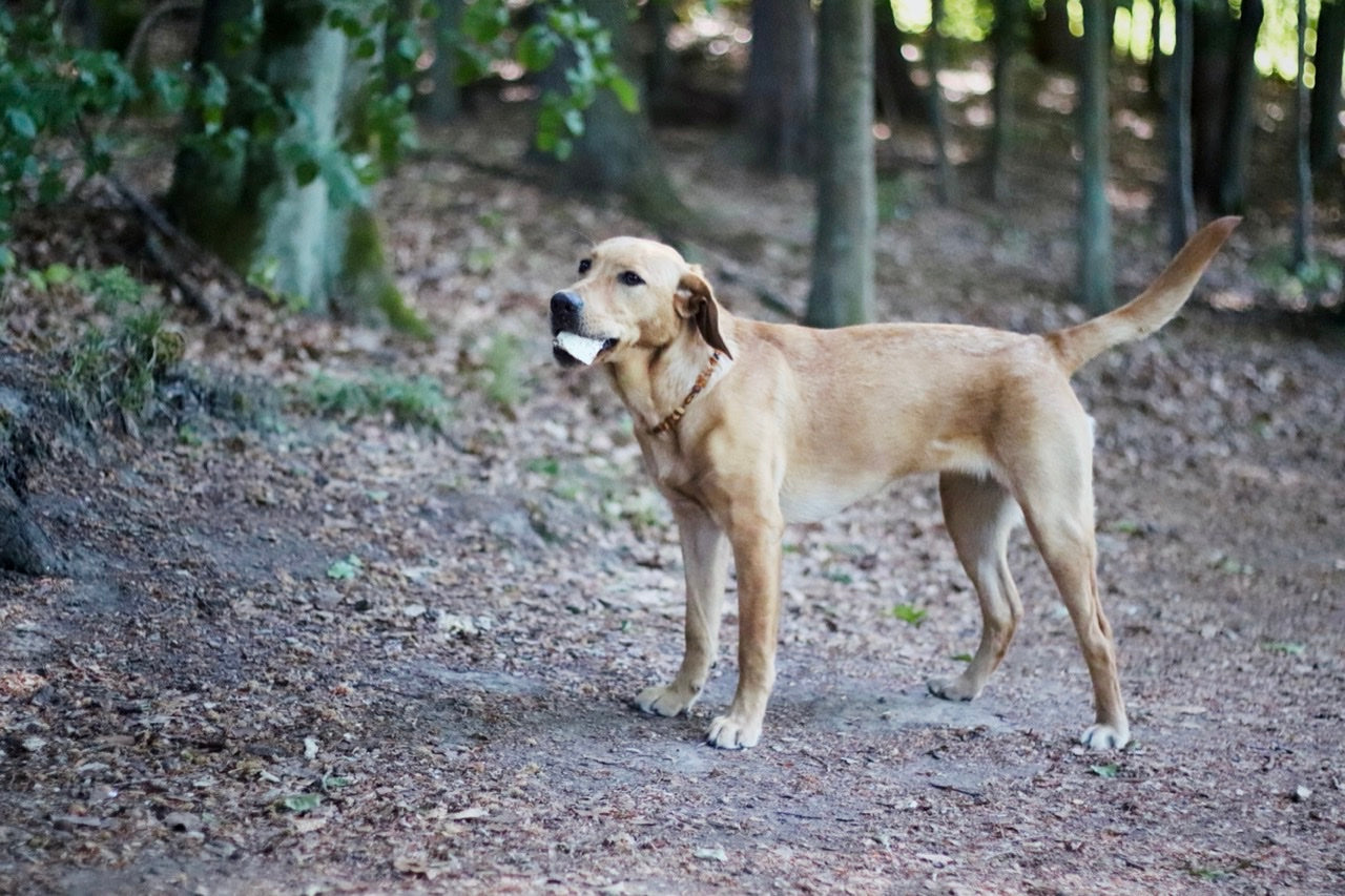 Labradorhündin Nala freut sich über ihren leckeren Kauchip