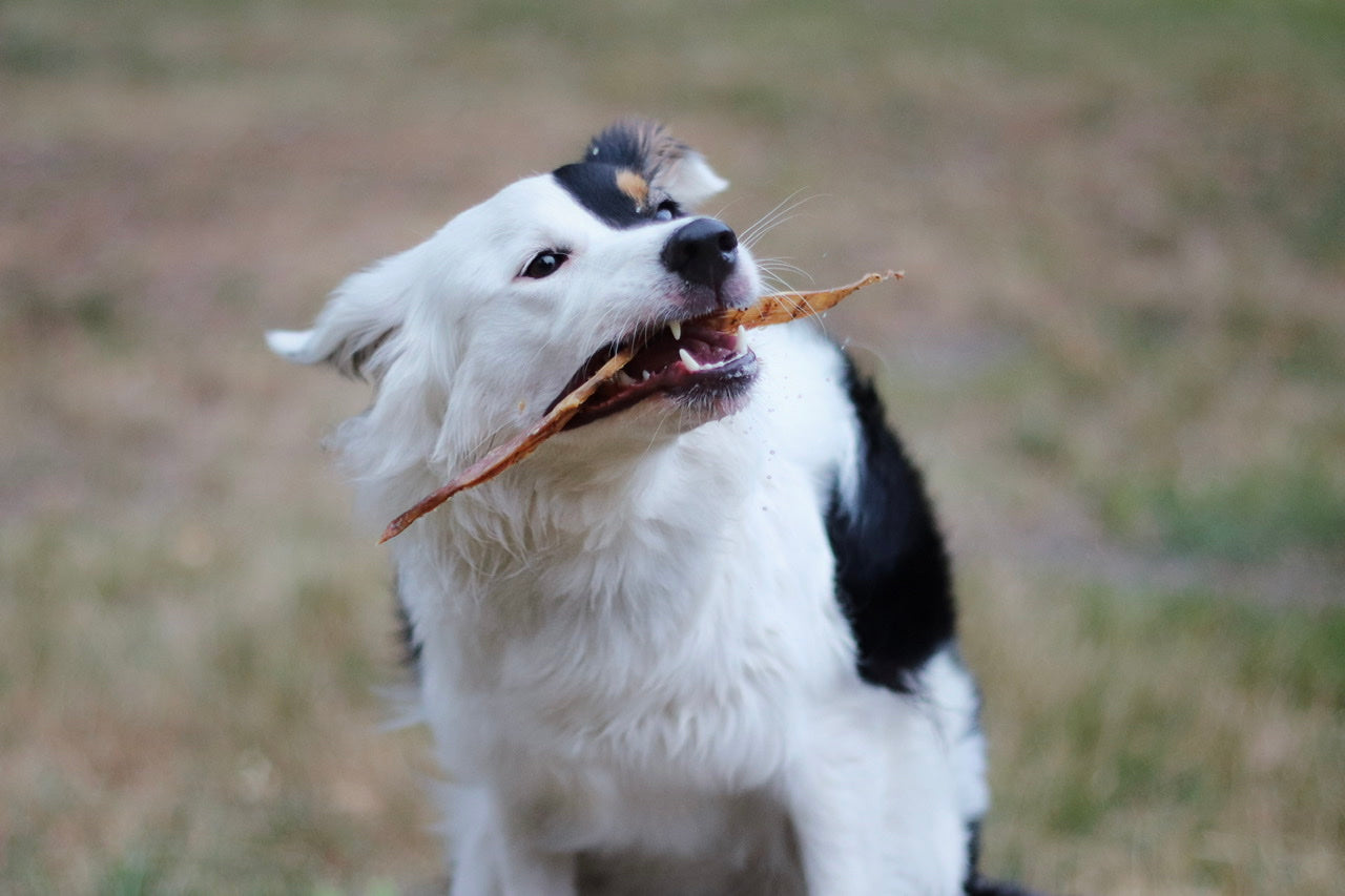 Australian Shepherd Hündin Frony freut sich über ihren leckeren Straußenfleischstreifen