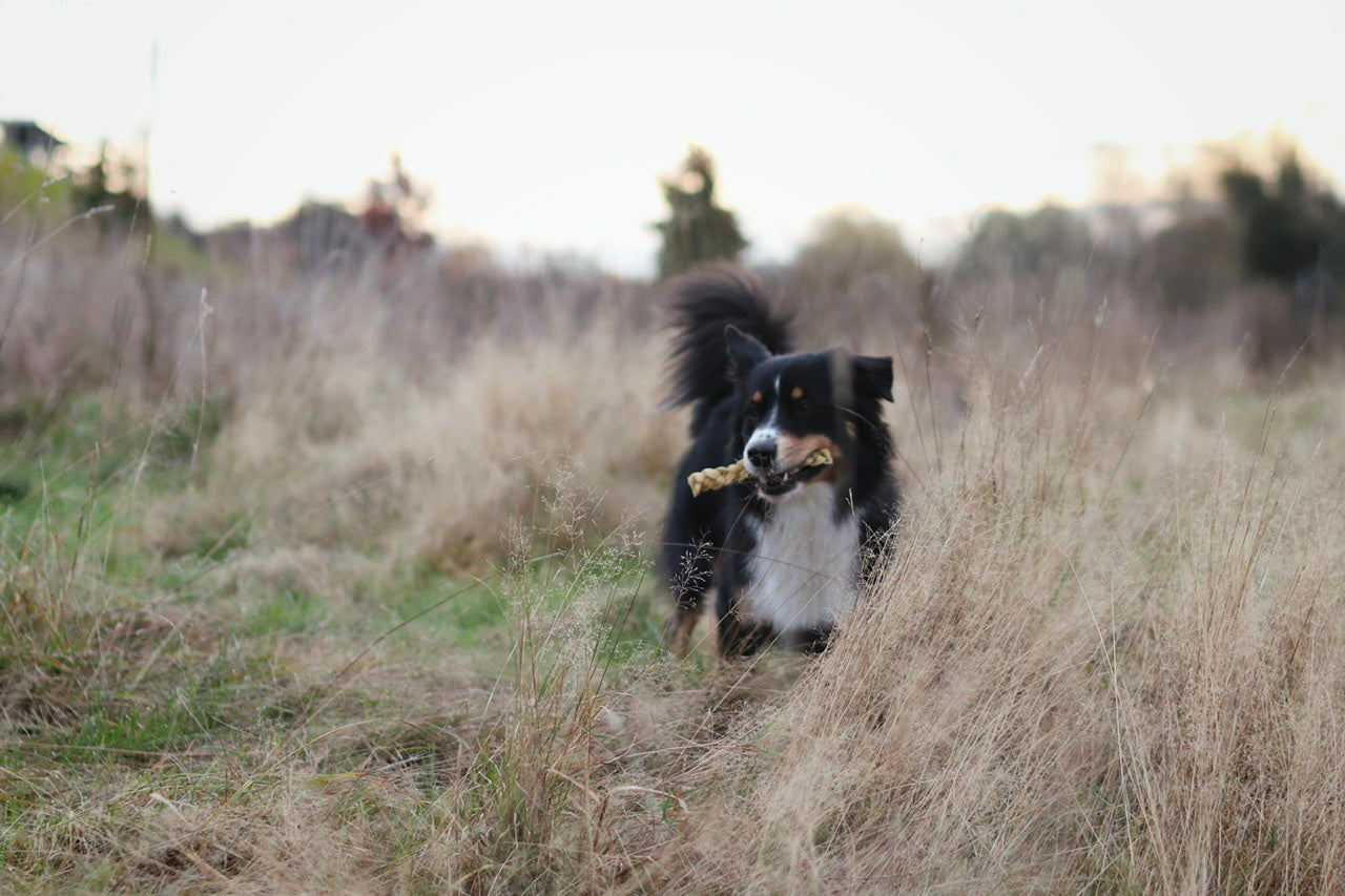 Australian Shepherd Hündin Bailey freut sich über ihren Rinderkopfhaut Zopf