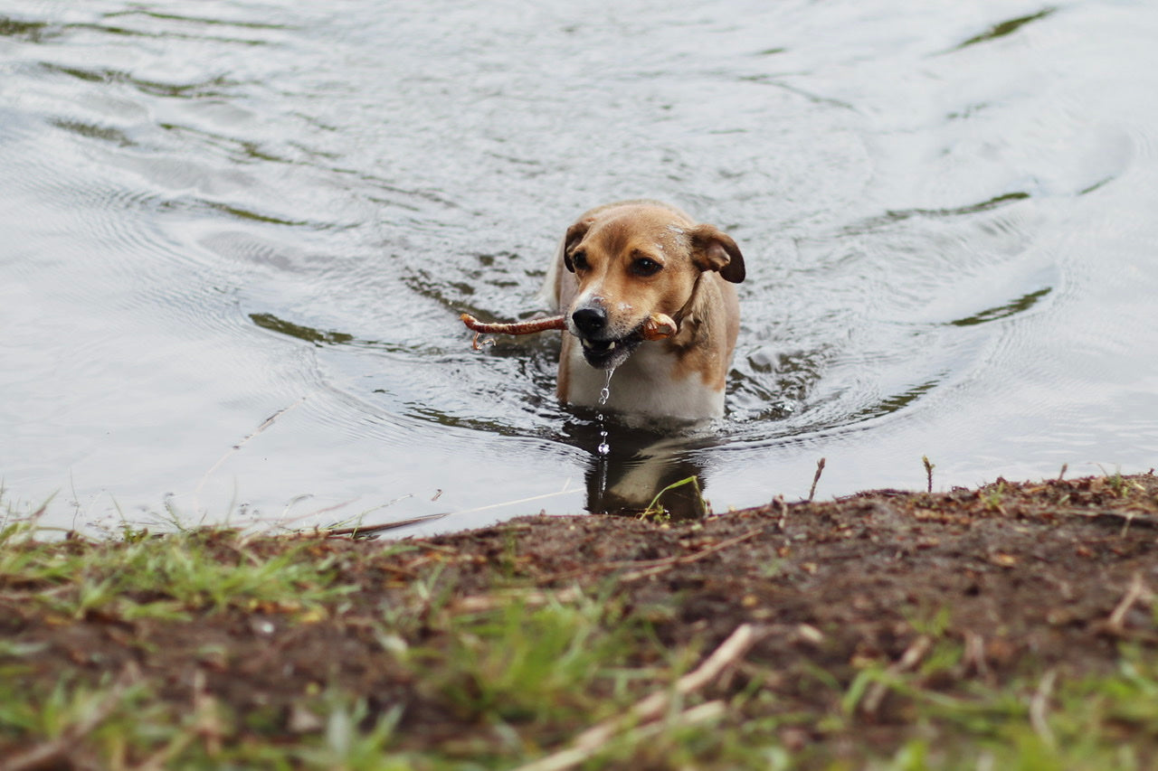 Jack-Russel-Terrier Smarti holt seine Lammstrosse sogar aus dem Wasser