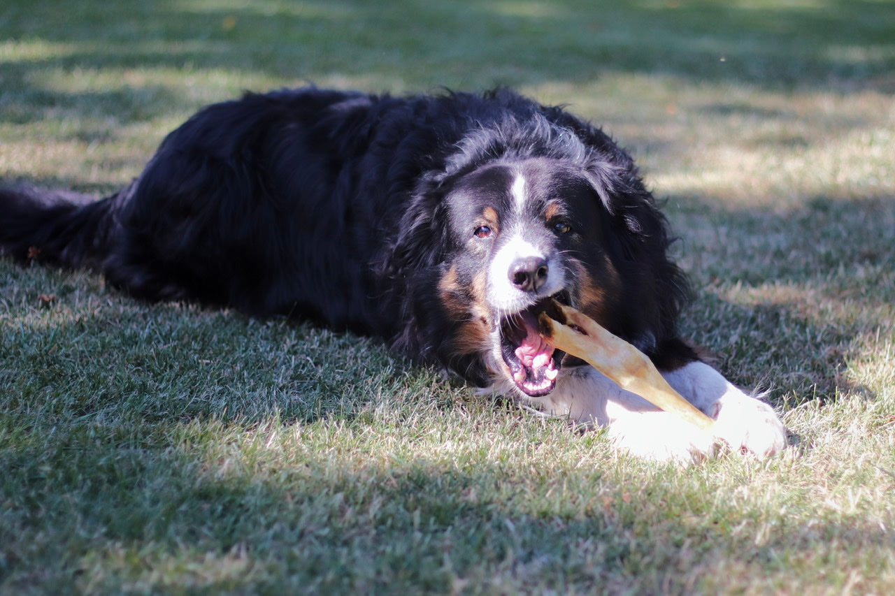 Australian Shepherd Rüde Balu kaut zufrieden auf seinem leckeren Lammfuß