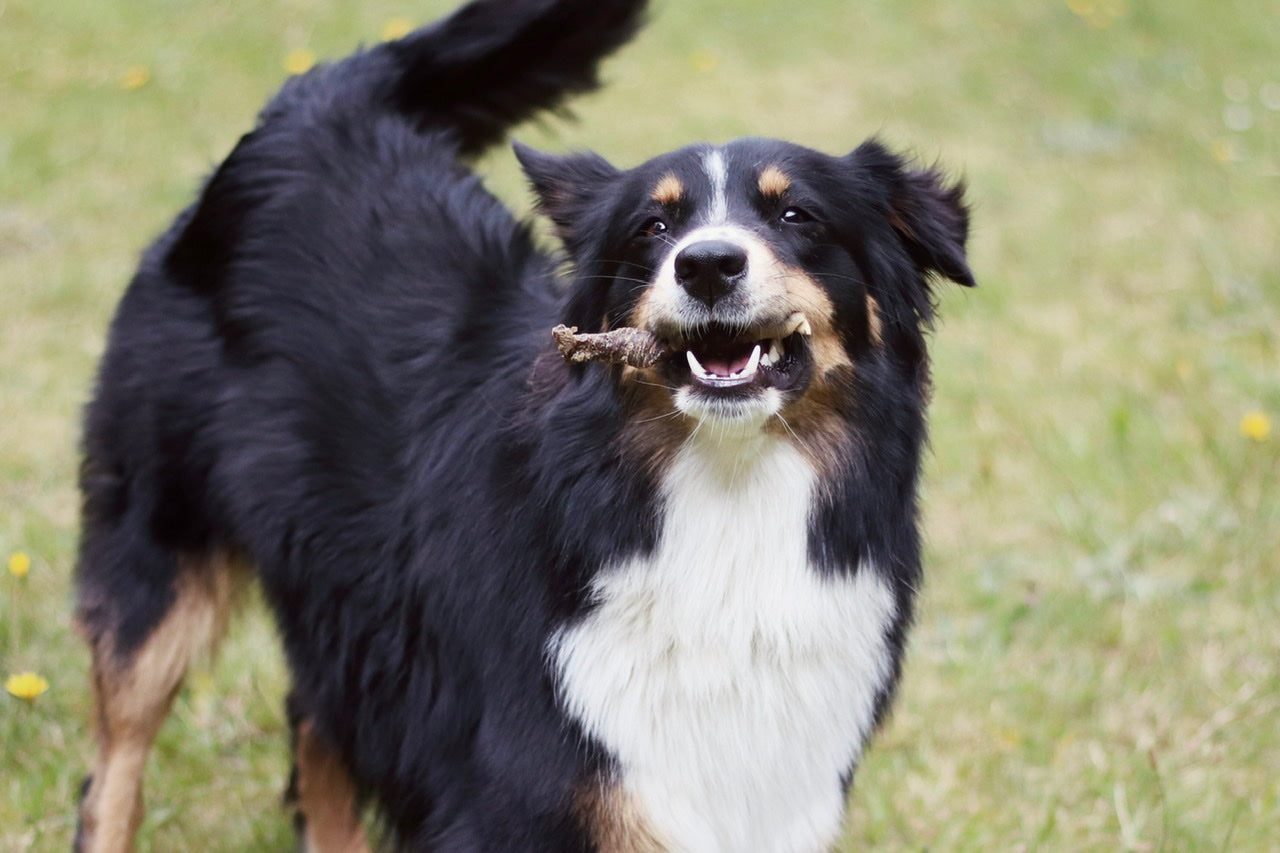 Australian Shepherd Hündin Bailey freut sich über ihren Kaustick aus Büffelhaut und Rinderdörrfleisch!