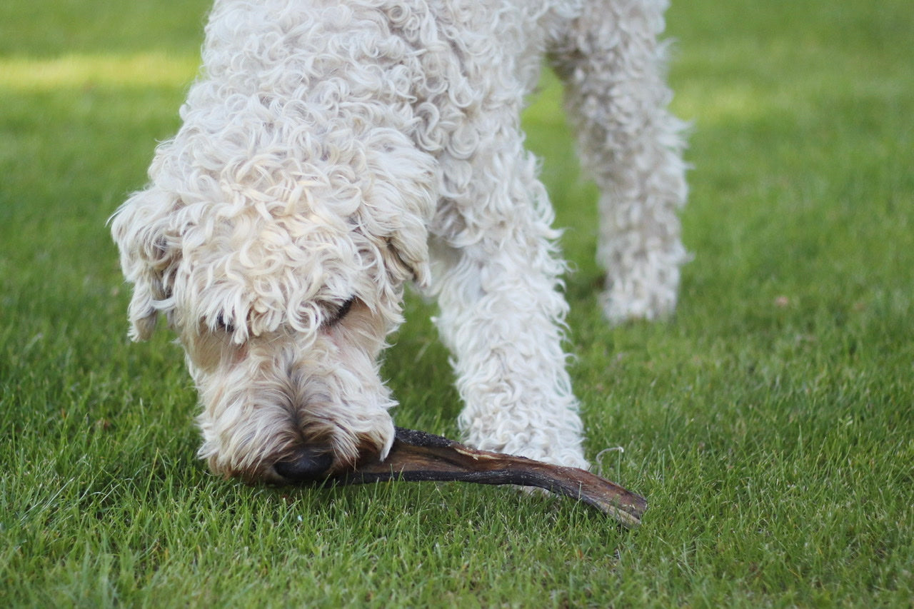 Terrier Rüde Hopkins freut sich über seinen extra langen Rinderpansen für extra langen Kauspaß