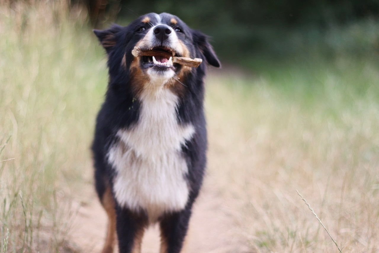 Australian Shepherd Hündin Bailey freut sich riesig über ihren knackigen Rindereuter-Snack