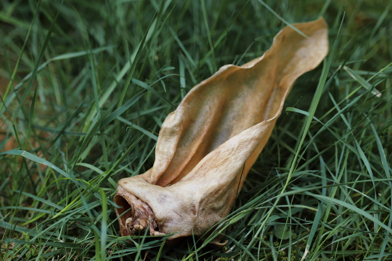 Unsere getrockneten Rehohren ohne Fell - ein toller Wild-Snack für deinen Hund!