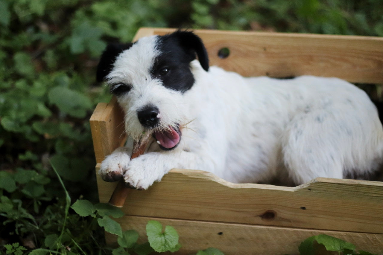 Parson Jack Russel Terrier Cooper kaut gemütlich auf seinem Kalbsziemer