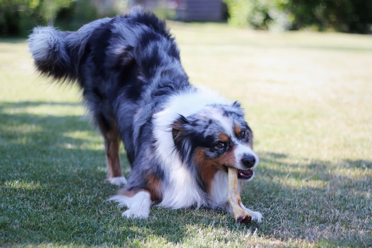 Australian Shepherd Rüde Samu freut sich riesig über seinen Lammfuß