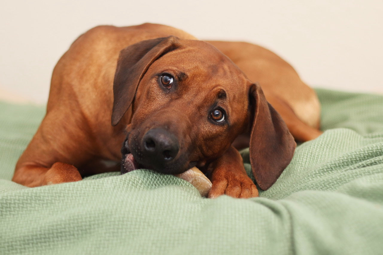 Rhodesian Ridgeback Rüde Thibo speichelt seine harte Kauhufe gut ein und frisst sie Stück für Stück.