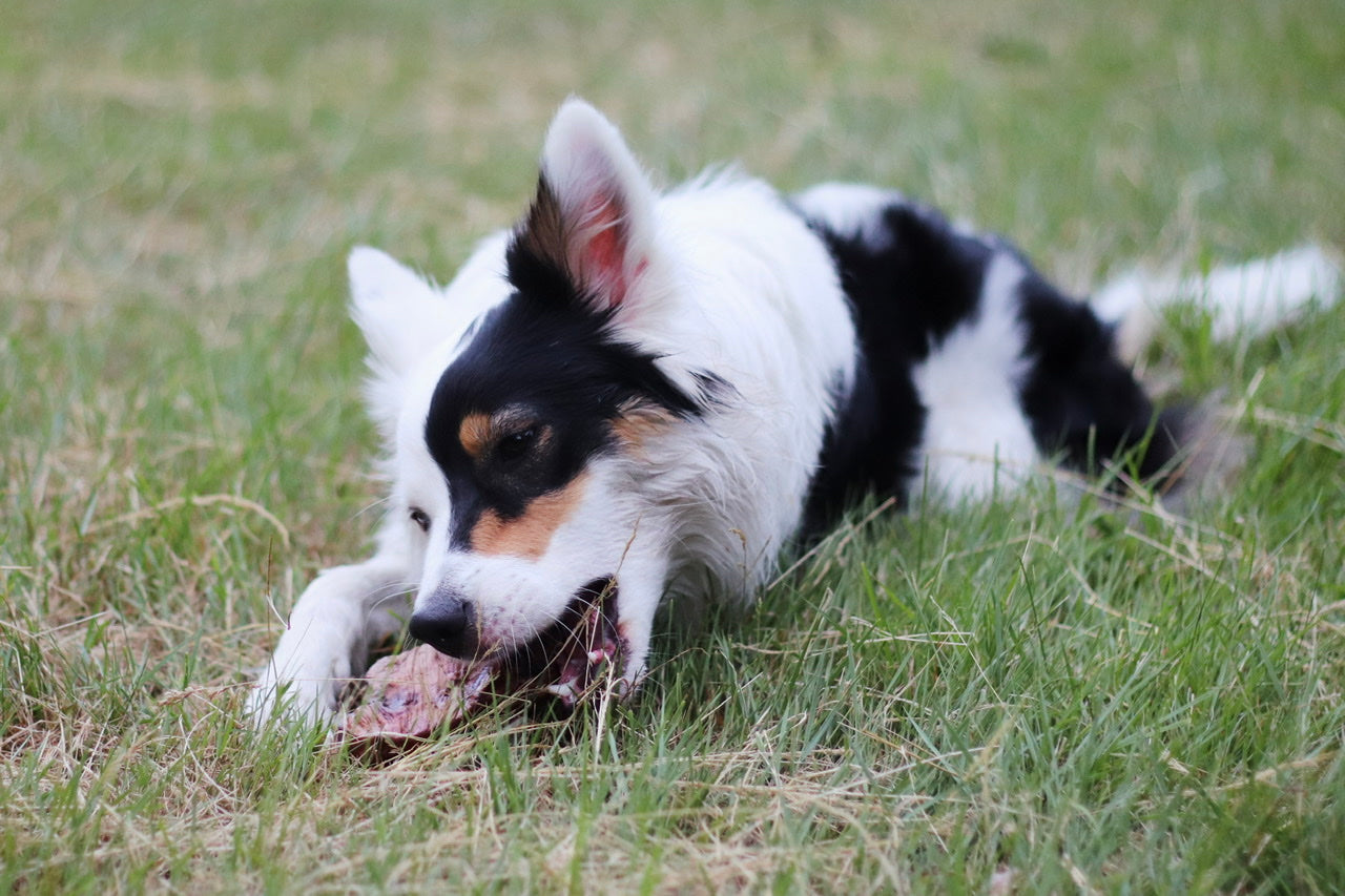 Australian Shepherd Hündin Frony kaut auf ihrer Kauwurzel