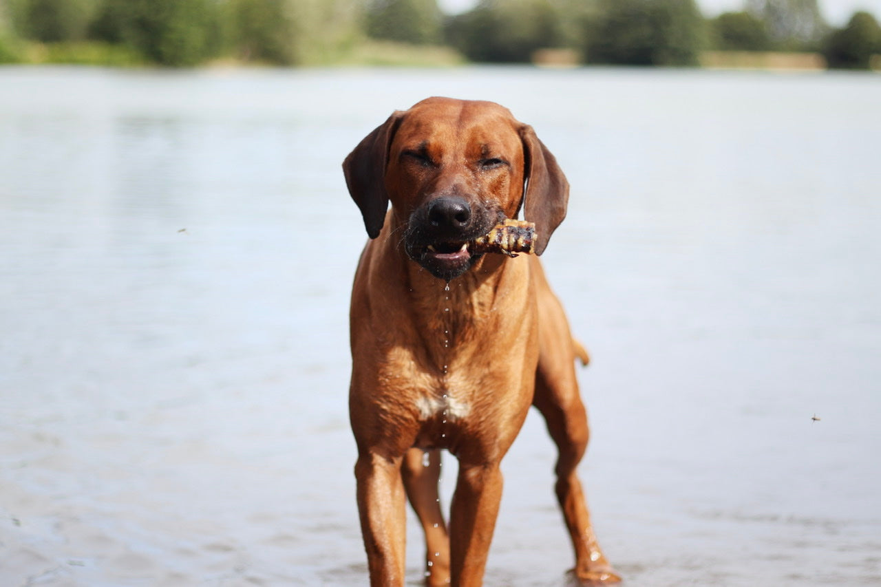 Rhodesian Ridgeback Rüde Thibo genießt seine leckere Pferdestrosse