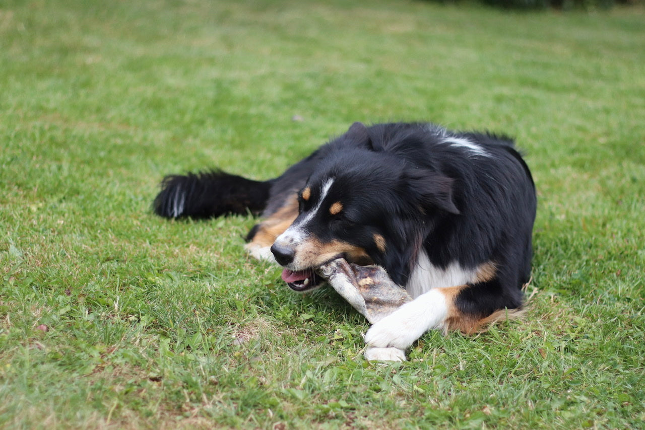 Australian Shepherd Hündin Bailey freut sich über ihr Rinderohr mit Fell