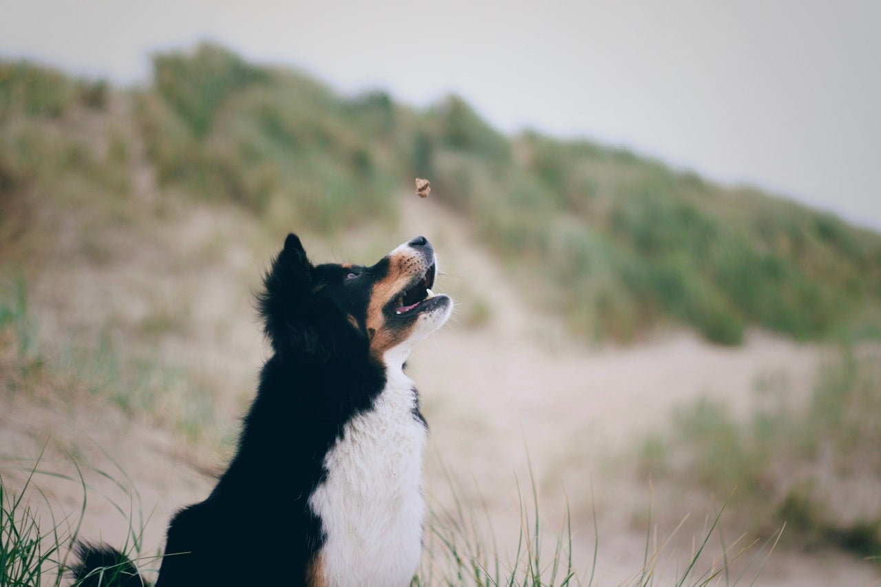 Australian-Shepherd Hündin Bailey liebt es die kleinen Heringssnacks zu fangen