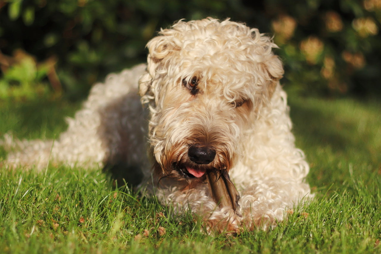 Der Irish Soft Coated Wheaten Terrier Hopkins kauf zufrieden auf seiner Kamelkopfhaut