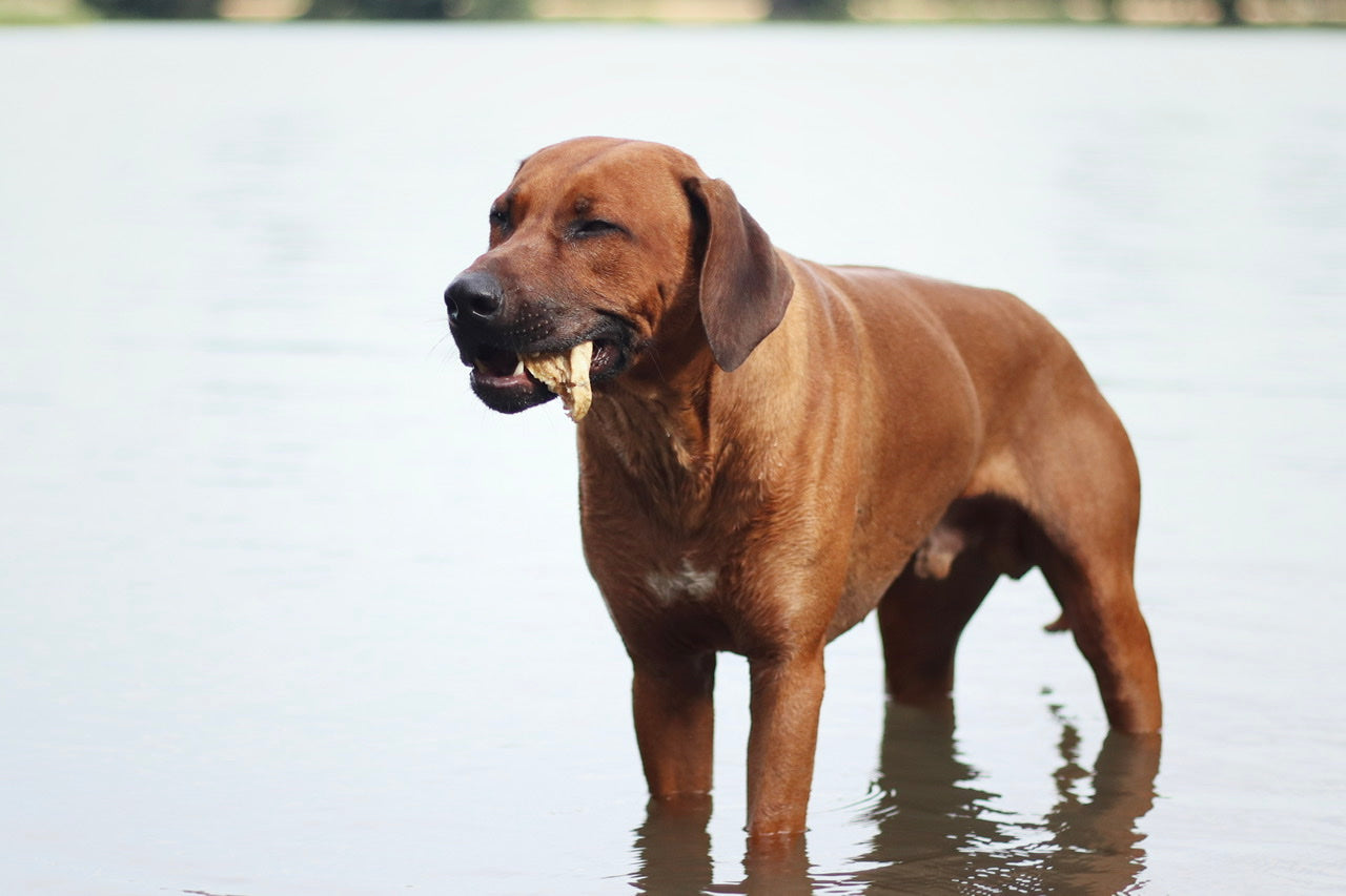 Rhodesian Ridgeback Rüde Thibo genießt seinen Snack aus weißem Rinderpansen